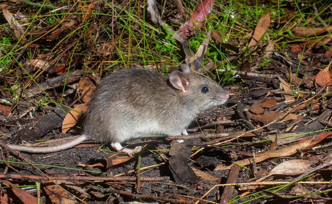 Allenby Park  urban rewilding